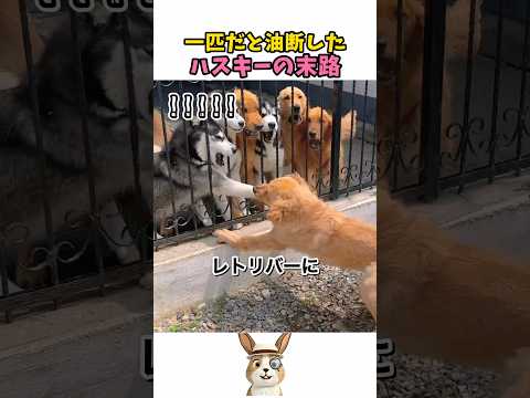 怒ると猛獣になるレトリバー