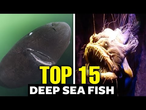 15 Deep Sea Fish (And Why They Are So Creepy Looking)