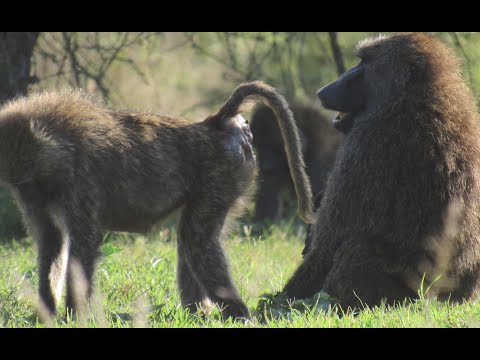Olive baboons on the move as they show love among themselves...