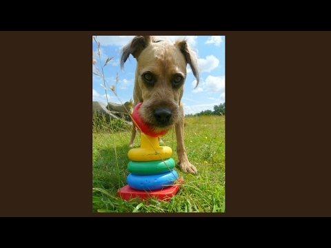 Activity 4 Paws video.