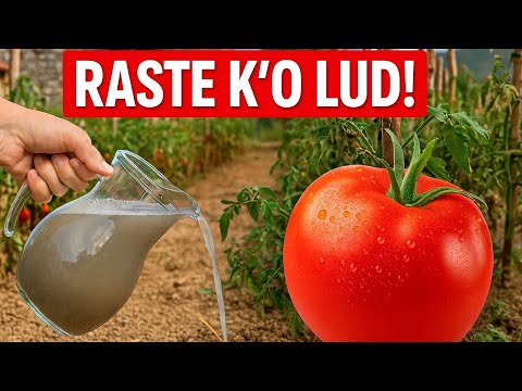 Just one liter of THIS and the tomatoes explode with growth!