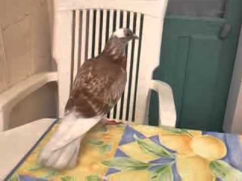 comment soigner un pigeon blessé a l'aile
