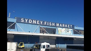 Sydney | Sydney Fish Market | Walking Tour of Sydney Fish Market