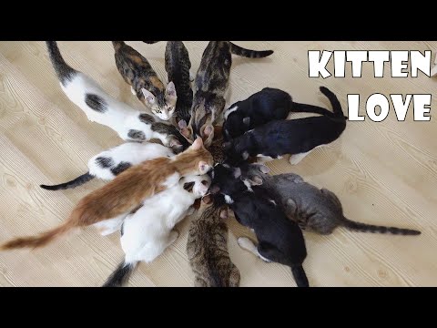 If you are looking for happiness, save the poor kittens' life and live with them.