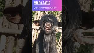 Goat remembers past life #reincarnation #animals