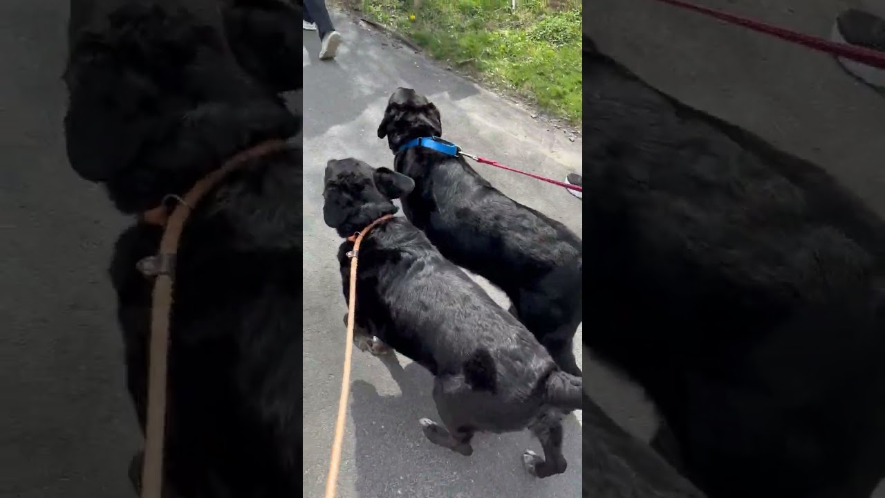 Enlarge Meg and Mike, a Adoptable mixed breed in Warrington, PA video 5/5