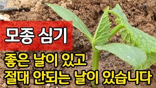 모종 심기 좋은 날이 있고 절대 안되는 날이 있습니다
