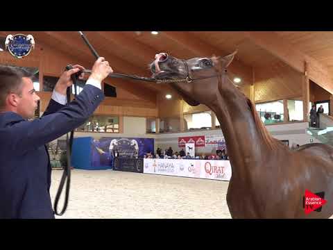 N 53 POGANINKA   European Championship 2019   4 6 Years Old Mares Class 6