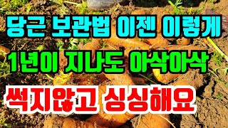 당근 보관 이렇게만하면 내년 봄까지 맛있는 겨울당근 먹을수있어요