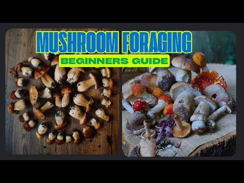 The Ultimate Wild Mushroom foraging guide
