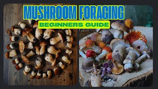 The Ultimate Wild Mushroom foraging guide