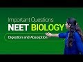 NEET Biology 16 Digestion And Absorption Important Questions In English Misostudy