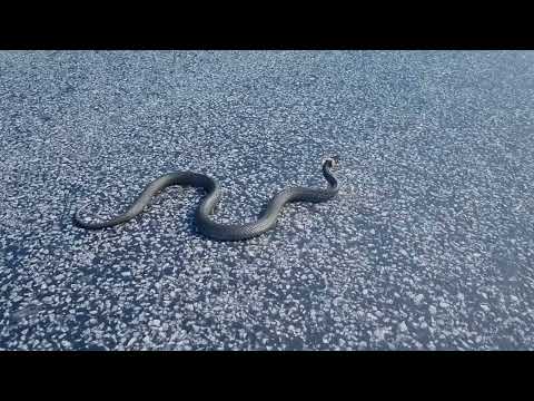 Grass snake natrix natrix   NASTIK