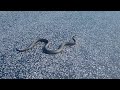 Grass Snake Natrix Natrix NASTIK