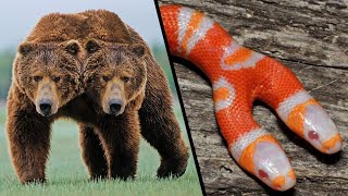 Animais De Duas Cabeças Que São Únicos No Mundo