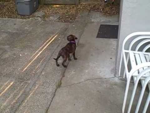 Real Chupacabra Caught on Tape!!!! NOT FAKE!!!!