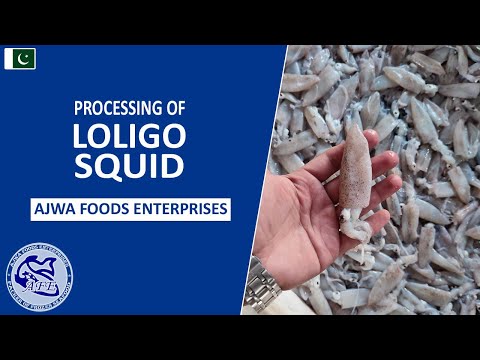 Processing of Loligo Squid Raw Material (鱿鱼 - ปลาหมึกโลลิโก) - Ajwa Foods Enterprises Pakistan