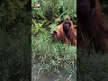 You Won’t BELIEVE This Orangutan’s Toll Fee DEMAND! 🦧🤯 🦧🍽️🤯🤯 #orangutan #shorts #viralshorts