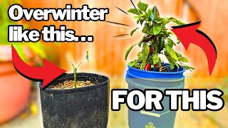 Overwintering Peppers: Keep Them Alive for YEARS (Cold Climate Guide)