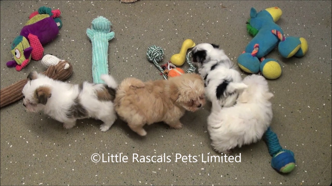 Little Rascals Uk breeders New litter of Morkie Puppies