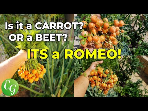 Growing Carrots How To Grow Romeo Carrots In Your Garden