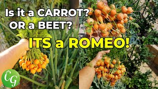 Growing Carrots - How To Grow Romeo Carrots In Your Garden
