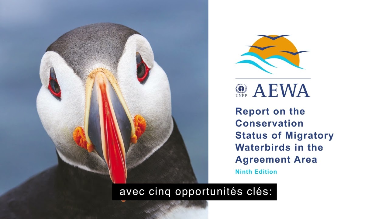 Video Trailer: Conservation Status Report of Migratory Waterbirds (CSR9)