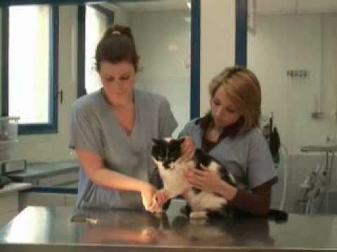 comment soigner griffure de chat