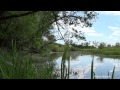 Река пение птиц красивая природа релакс медитация River birdsong nature relaxation ...
