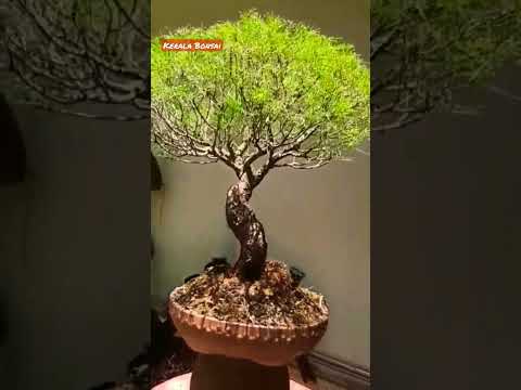 Australian pine Bonsai