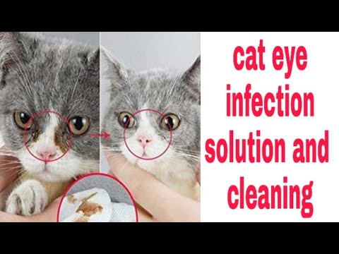 How to clean persian cat eyes| clean cats eyes and treatment of cat eye infection|in hindi and urdu|