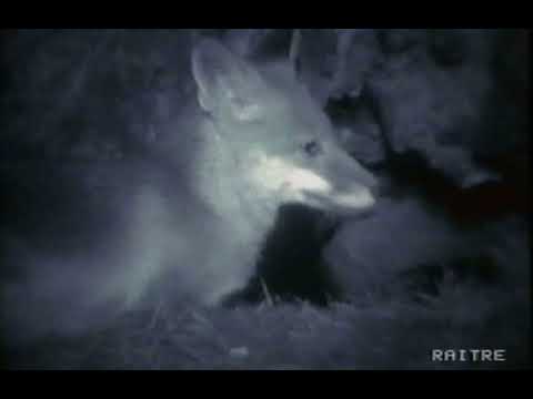 Geo 1992," la volpe delle cento notti", Gianclaudio Lopez