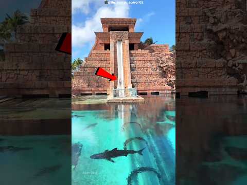 Dolphin Prank Goes Wrong! 🐬😱 #shots