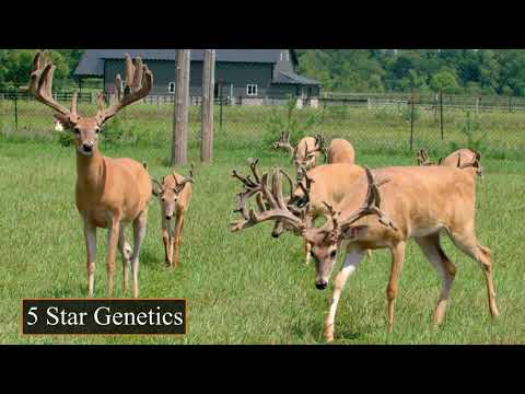 Giant Indiana Whitetails | Deer Farming