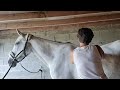 Prestations équitation (cours et/ou massages)