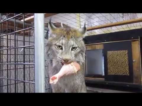 Max Canada Lynx Chicken Time