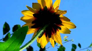 Dire Straits, Mark Knopfler, Fade To Black, My Favoured Flower