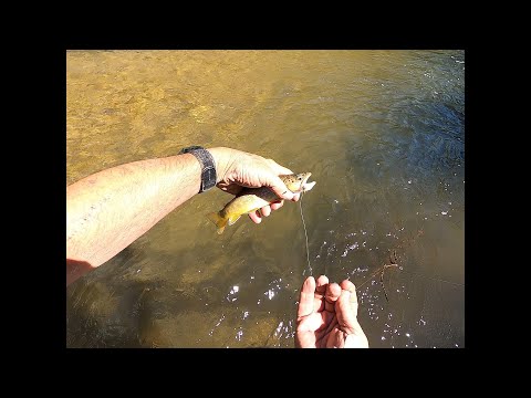 Aggressive  Trout in Spring Creek, Colorado.