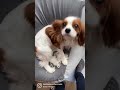 Cavalier King Charles spaniel puppy being apologetic