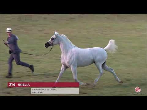 N.211 AJ TARIM - 2020 PSAIAHF Al Khalediah Show - Mares 4-6 Years Old (Class 7B)