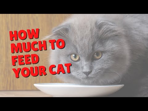 How Much Food Should Cats Eat? | Two Crazy Cat Ladies #Shorts