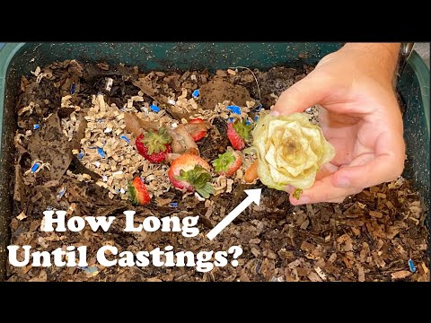 Lettuce Head Experiment Day 1 + Worm Ball & Time Lapse | Vermihut Feeding #5 Vermicompost Worm Farm