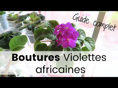 , title : 'Guide - Comment faire des boutures de violettes africaines | Tutoriel Saint Paulia étapes par étapes'