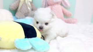 ハーフ犬の動画01