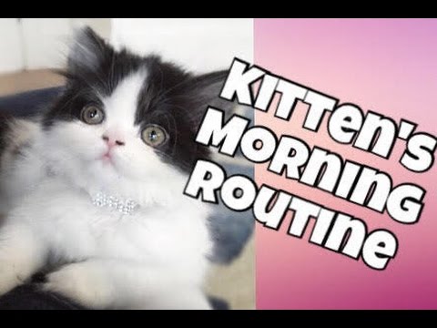 download lagu mp3 mp4 Gus Gus Cat, download lagu Gus Gus Cat gratis, unduh video klip Gus Gus Cat