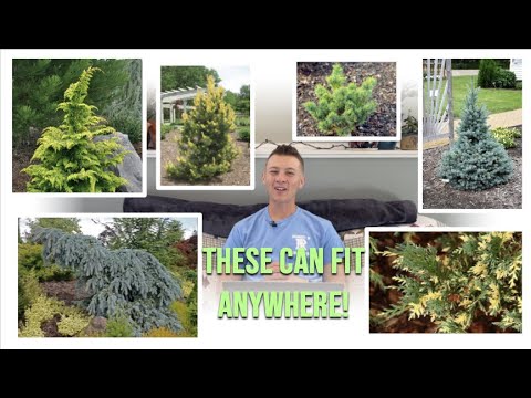 12 Compact Conifers for Small Spaces! (Find the Perfect Evergreen!) 🌲