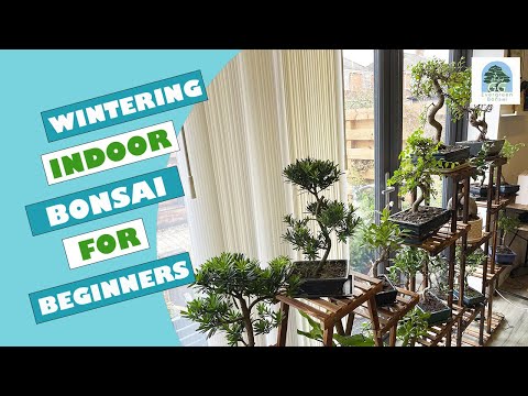 Beginner's guide to looking after your Indoor Bonsai over Winter