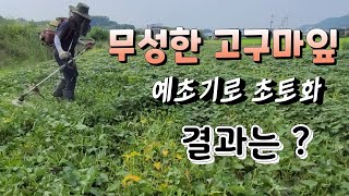 넝쿨만 무성한 고구마 예초기로 초토화 결과는 ?