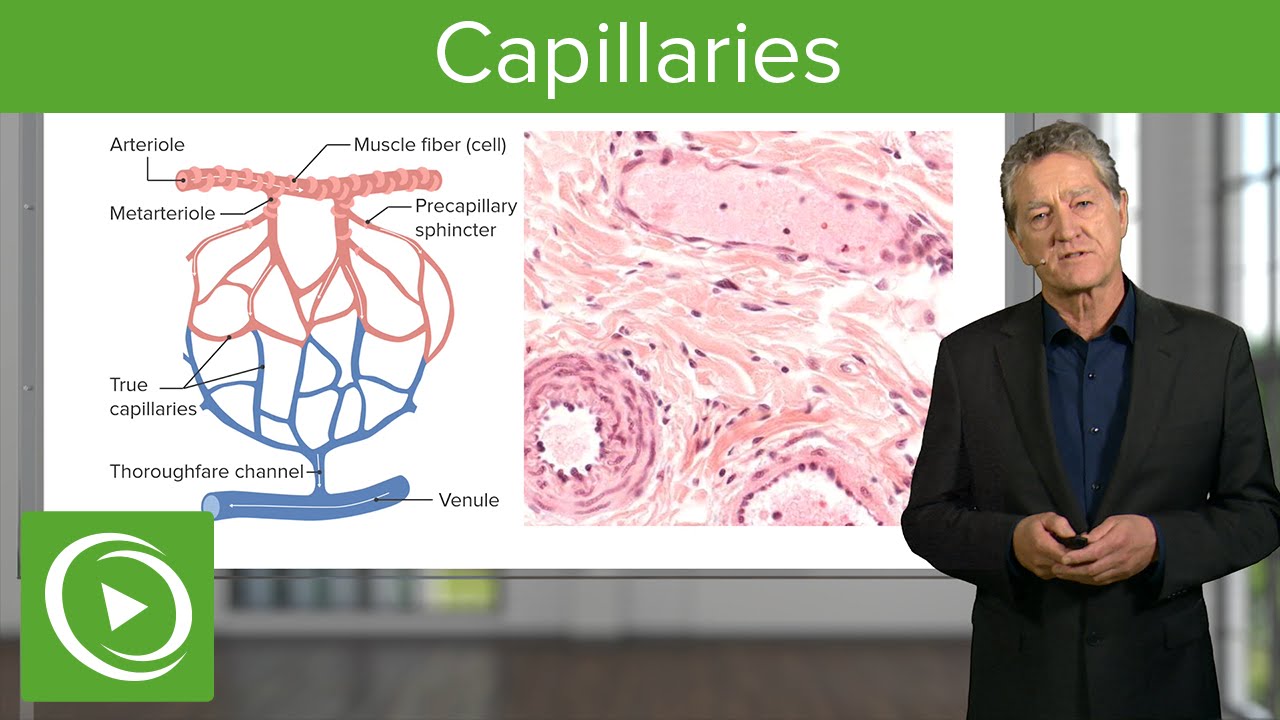 Capillaries: Overview & Definition – Histology | Lecturio - YouTube