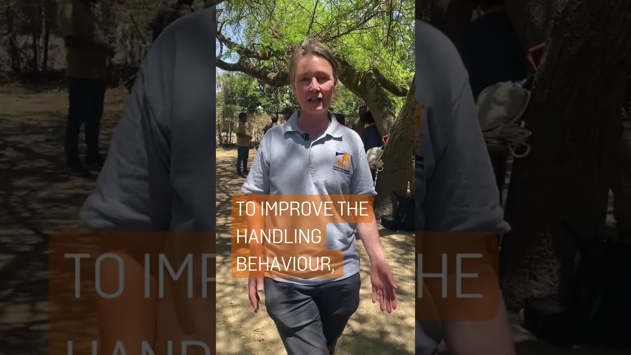 Brooke in the field: Compassionate Handling Workshop 🇪🇹